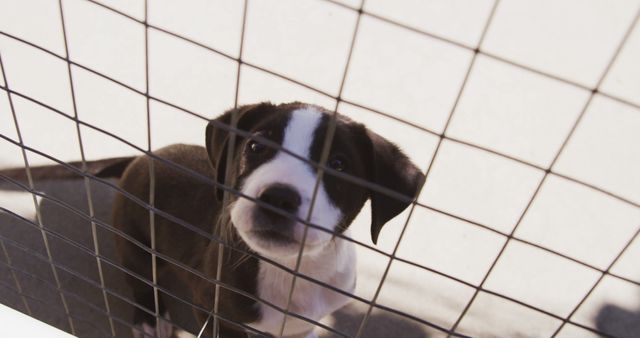 A cute puppy with a striped face peeking through a mesh wire fence, looking upward. This image is perfect for themes related to pets, adoption, veterinary services, animal shelters, and pet care. The curious and innocent expression of the puppy makes it ideal for promoting compassionate causes and for use in blogs, social media posts, or advertisements concerning animal welfare and pets.