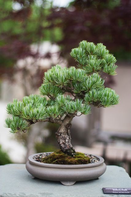 Detailed bonsai tree displayed in a ceramic pot, showcasing traditional Japanese horticulture. Ideal for use in content about gardening, plant care, Japanese culture, or relaxation and zen-inspired decoration.