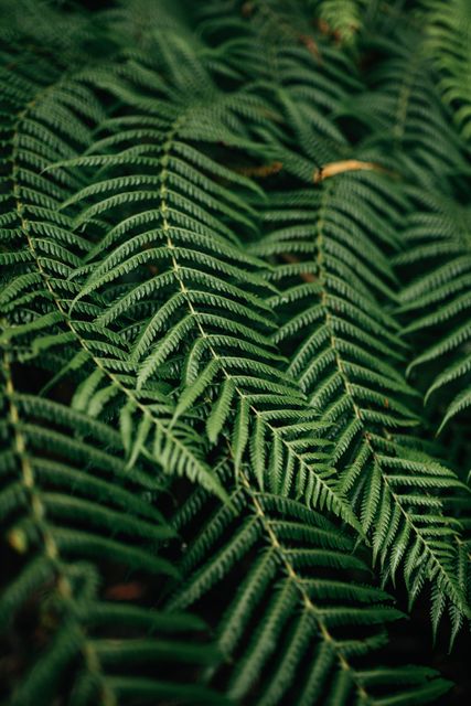 Close-Up View of Lush Green Fern Leaves in Woodland - Download Free Stock Photos Pikwizard.com