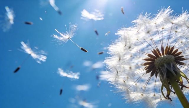 Backlit dandelion releasing delicate parachute seeds, floating against vivid blue sky