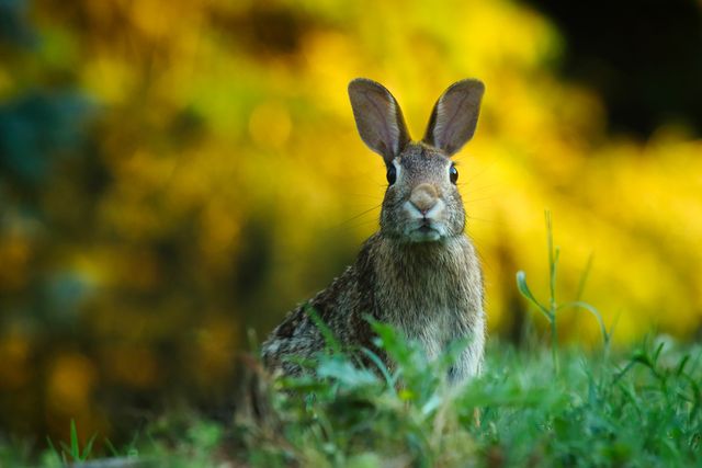 Wild Rabbit in Green Meadow During Golden Hour - Download Free Stock Photos Pikwizard.com