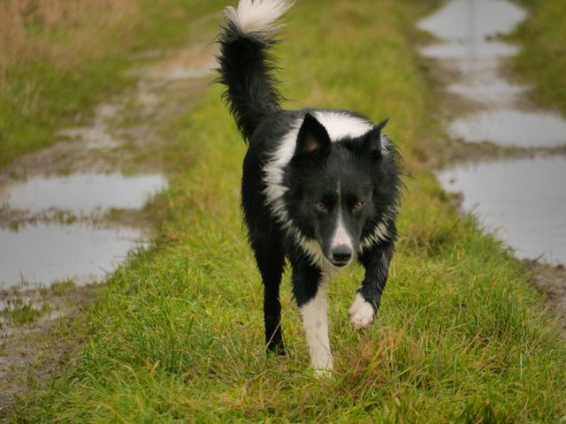 Border Collie walking on a muddy rural path on a cloudy day. The black and white dog is in focus, emphasizing its movement and natural coat. Perfect for themes related to pets, outdoor activities, rural living, and nature. Suitable for use in articles, advertisements, and social media posts highlighting dogs, countryside lifestyles, or nature walks.