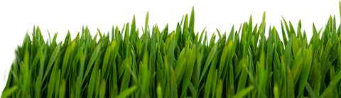Lush green grass blades on transparent background