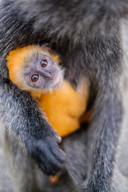 Close-up view of an infant monkey with bright orange fur clinging to its mother. The baby monkey looks curious and secure, highlighting the bond between mother and child. This image is suitable for themes of wildlife, nature, family, nurturing, animal behavior, and motherhood.