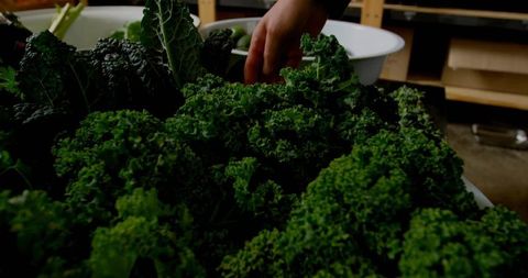 Hand picking fresh curly kale in rustic kitchen setting