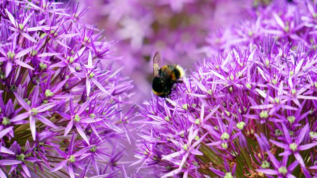 Bumblebee Collecting Nectar on Vibrant Purple Flowers in Bloom - Download Free Stock Photos Pikwizard.com