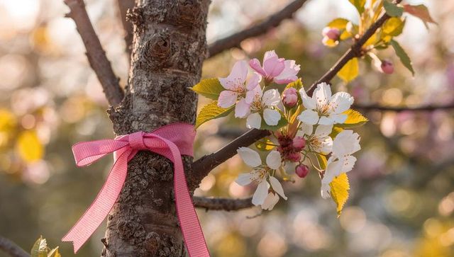 Cherry Blossoms and Pink Ribbon in Spring Garden