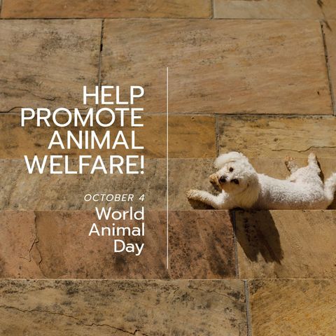 cute maltese dog for world animal day campaign - Download Free Stock Templates Pikwizard.com