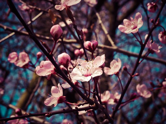 Close up view of pink flowers on a tree branch against blue sky. Spring season concept

