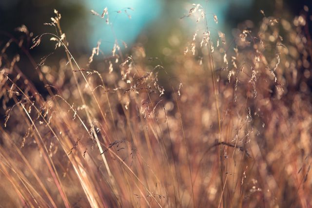 Golden tall grass basking in sunlight portrays natural beauty, suitable for backgrounds, nature-themed designs, season transitions, and environmental campaigns.