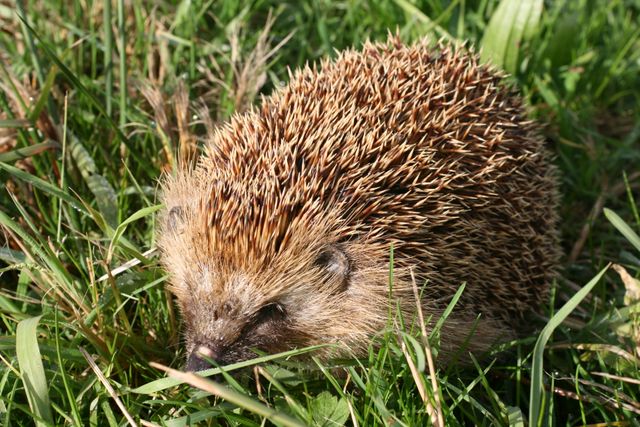 Hedgehog in Natural Habitat foraging on Grass - Download Free Stock Images Pikwizard.com