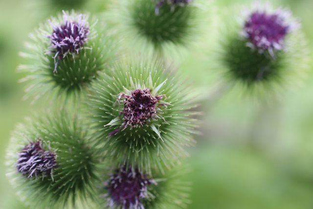 Close-up view of thistle flowers with spiky green stems and purple blooms. Ideal for use in gardening magazines, nature blogs, educational materials on botanical species, or summer garden promotional materials. Captures the beauty and intricate details of thistle flowers in a natural setting.