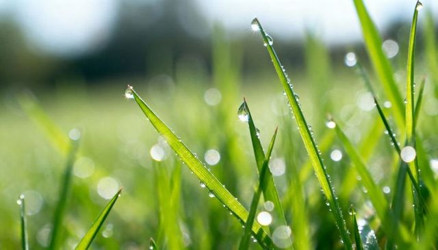 Backlit dew-kissed grass blades sparkling with morning bokeh and fresh green droplets