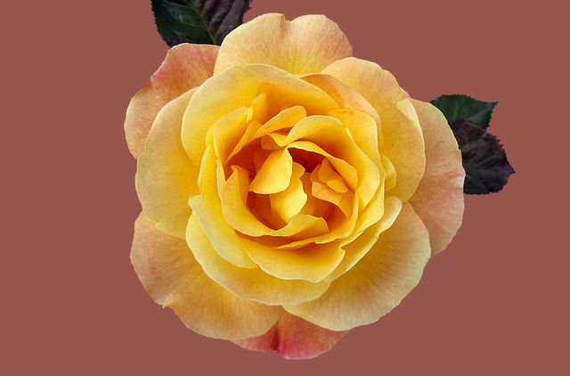 Close-up view of a yellow rose with delicate petals and a subtle pink hue on a brown background. Ideal for nature-themed projects, floral decorations, greeting cards, wedding invitations, and spring or summer designs.