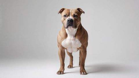 Muscular pitbull dog standing in modern studio light