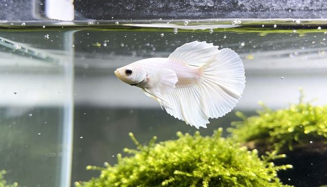 Pale white betta fish swimming near water surface with flowing veil fins and aquatic moss