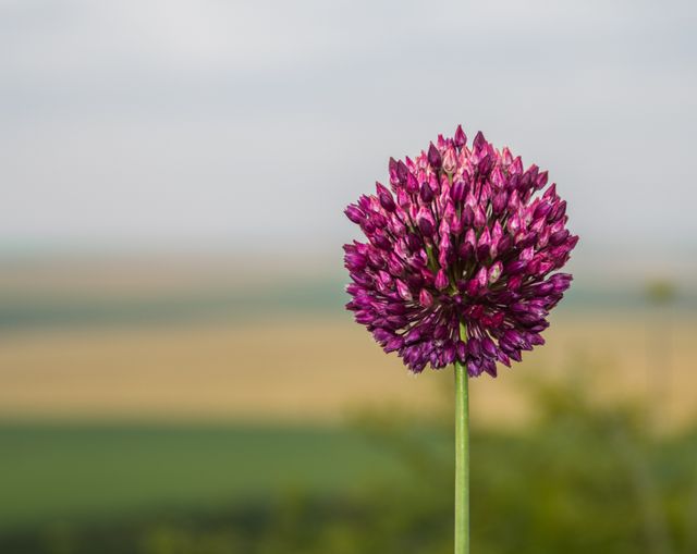 Close-Up of Single Purple Allium Flower with Blurred Background - Download Free Stock Photos Pikwizard.com