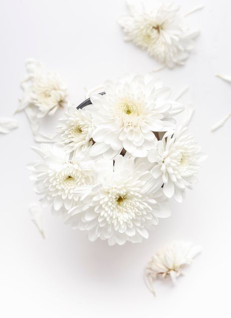 Top View of White Chrysanthemums in Bloom - Download Free Stock Photos Pikwizard.com