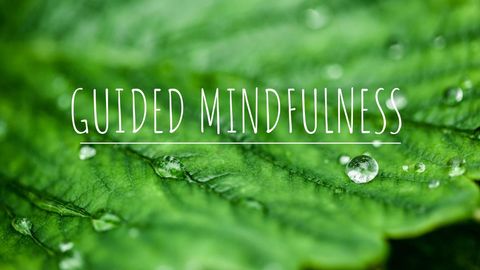 Tranquil nature close-up promoting mindfulness