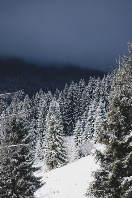 Snow covered pine trees create stunning visual contrast against the dark rugged mountain in the distance with an overcast sky. Ideal for winter travel advertisements, backgrounds for holiday greetings, nature conservation campaigns, adventure and outdoor travel blogs.