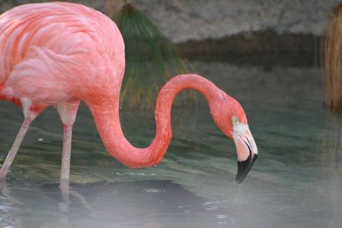 Graceful flamingo drinking in tranquil water