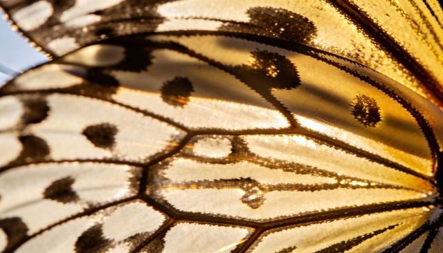 Backlit butterfly wing macro revealing amber translucent scales, veined pattern and droplet