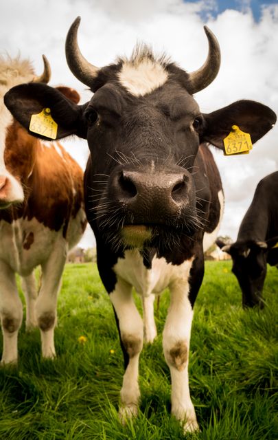 Close-up of curious cow with number tags in black and white standing on green grass in sunny pasture. Perfect for agricultural content, farm and livestock industry advertising, animal welfare campaigns, or rural lifestyle promotions.