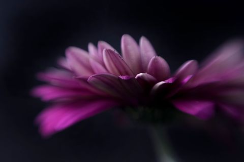 Dark Moody Macro Closeup of Pink Gerbera Daisy with Soft Bokeh, Dramatic Shadow, Minimal Elegance