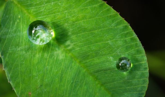 Close-up of Dew Drops on Green Leaf - Download Free Stock Photos Pikwizard.com