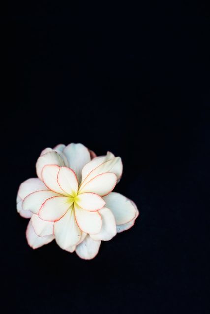Single white plumeria flower with subtle pink edges against black background. Perfect for use in nature-themed designs, greeting cards, posters, and botanical illustrations to highlight simplicity and beauty.