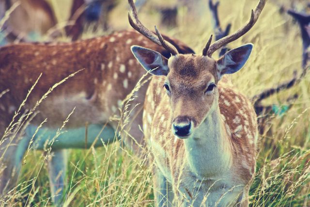 Fallow deer standing in tall grass in natural habitat. Ideal for use in nature documentaries, wildlife magazines, environmental campaigns, and educational materials on wildlife and conservation.