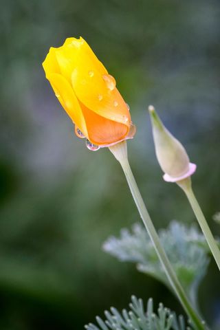 Glowing golden poppy bud with dew drops and soft green bokeh background