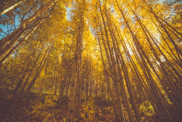 This beautiful scene of tall trees with golden leaves against a clear blue sky is perfect for autumn-themed projects. Ideal for nature enthusiasts, seasonal promotions, environmental campaigns, and backgrounds for websites or social media posts highlighting the beauty of fall.