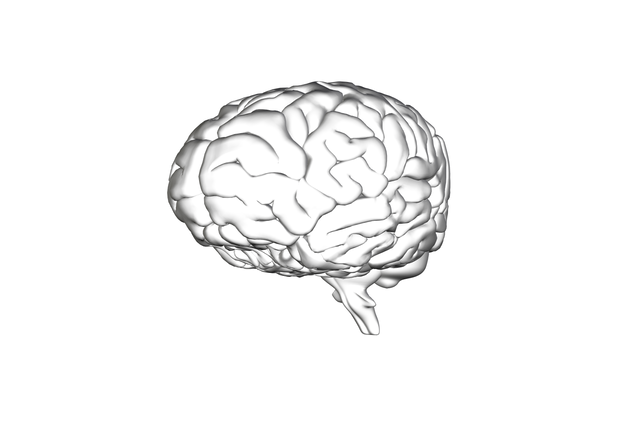 Transparent Human Brain Vector Digital Illustration - Download Free Stock Videos Pikwizard.com