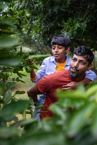 Father and son bonding while picking citrus fruit in backyard orchard