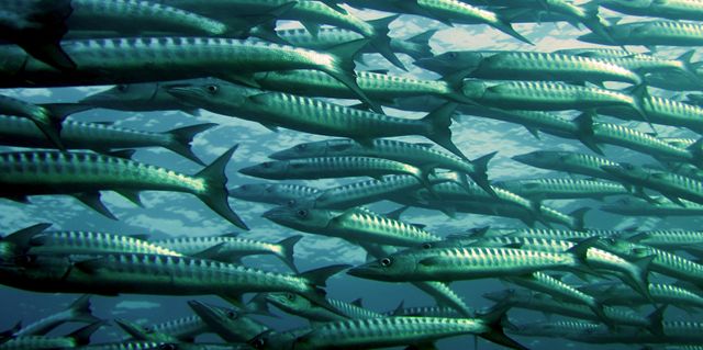 This image captures a vibrant school of predatory fish swimming together in the deep blue sea. These sleek, elongated fish move through the water, creating an impressive display of marine life. Perfect for use in materials related to marine biology, ocean conservation, aquatic environments, underwater exploration, and wildlife documentaries.