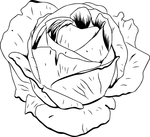 Stylized Rose Line Art with Transparent Background - Download Free Stock Videos Pikwizard.com