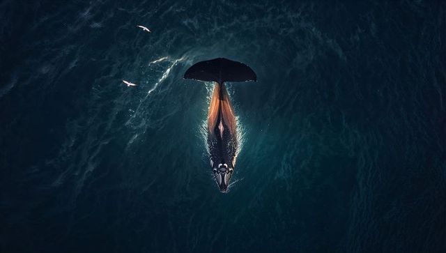 Gliding humpback whale diving headfirst with raised fluke and sunlit wake, aerial ocean
