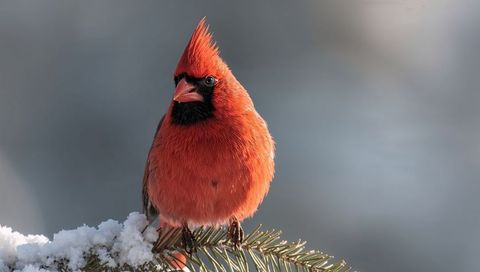 Male northern cardinal perching on snowy evergreen branch displaying crest and black mask