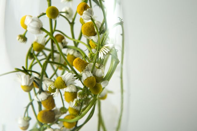 This image depicts a closeup view of wild chamomile flowers with a soft focus effect, highlighting their delicate white petals and yellow centers against a muted background. Suitable for use in articles about herbal remedies, natural health, or botanical studies. Perfect for background scenes in health and wellness blogs, floral design inspirations, or nature-themed projects.