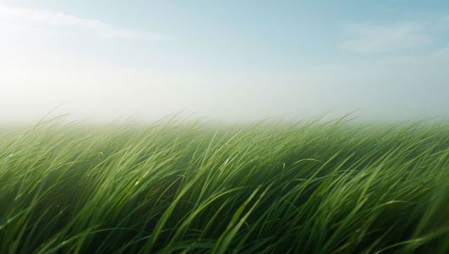 Swaying Tall Green Grass Blades in Misty Meadow with Soft Hazy Horizon