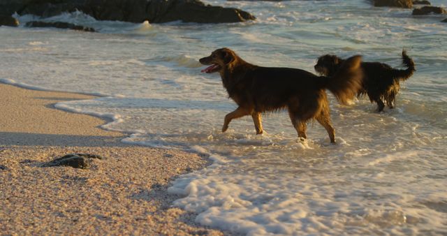 Two dogs are frolicking on a sandy beach as waves gently lap at the shore, with copy space. Their playful energy captures the joy of a carefree day by the sea.