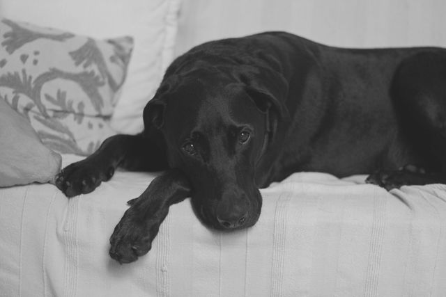 Relaxed Black Labrador Resting on Sofa - Download Free Stock Photos Pikwizard.com