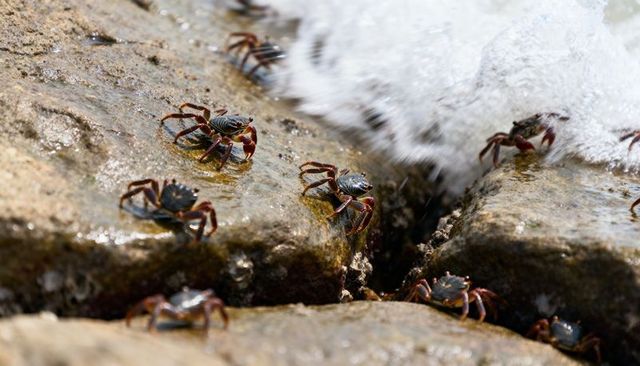 Shore crab colony clinging to barnacled rock ledges with waves splashing into crevice