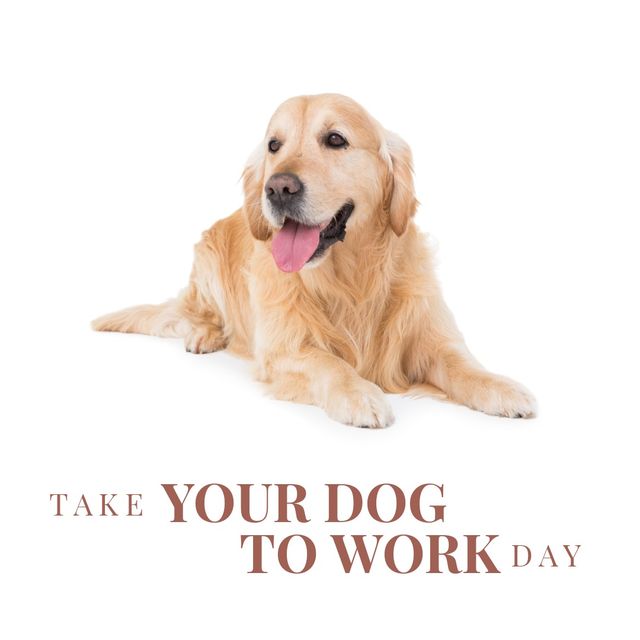 Digital composite image of golden retriever over take your dog to work day text on white background. loyalty and animal concept.
