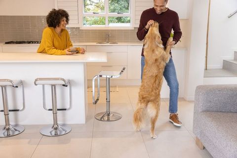 Couple sharing cozy kitchen moment while man feeding treat to standing golden retriever