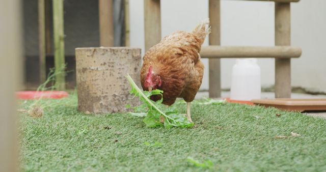 Free-range chicken in backyard garden pecking at greens - Download Free Stock Photos Pikwizard.com