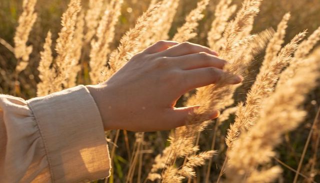 Hand brushing golden meadow grasses backlit by warm sunset light