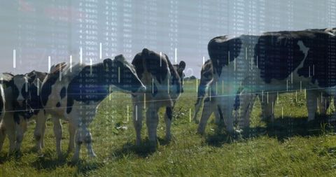 Digital Grazing Cows on Technological Farmland with Stock Market Overlay