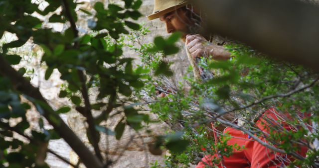 Exploring Dense Forest with Wooden Stick - Download Free Stock Images Pikwizard.com